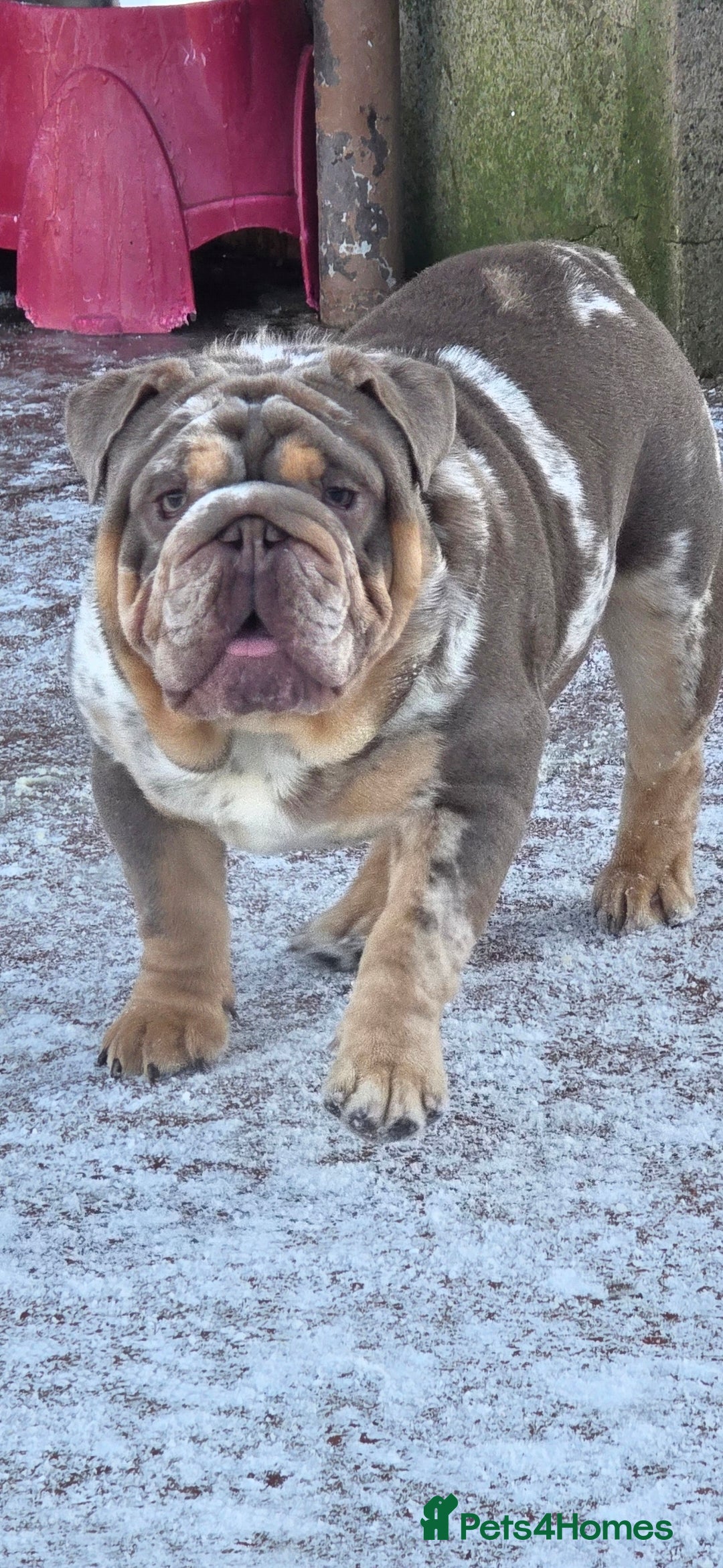 English Bulldog dogs for stud: British bulldog for stud - Advert 3