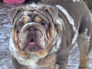 English Bulldog dogs British bulldog for stud - Advert 2