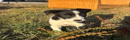 Border Collie dogs for sale: Beautiful pups - Advert 16