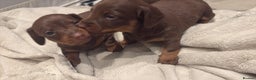 Miniature Dachshund dogs for sale: Our chocolate and tan pups  - Advert 8