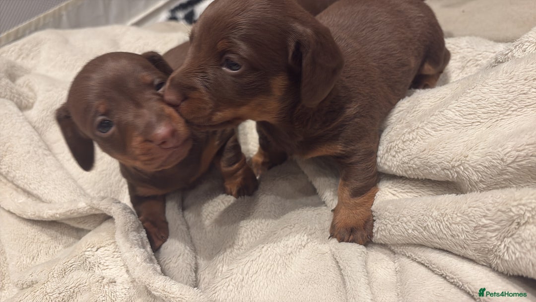 Miniature Dachshund dogs for sale: Our chocolate and tan pups  - Advert 8