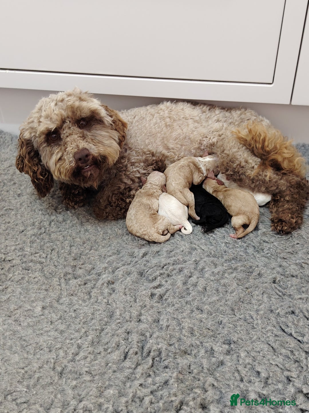 Cockapoo dogs for sale: Stunning F2b cockapoos  - Image 1