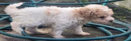 Poochon dogs for sale: F2 poochon boys  in Ammanford - Advert 9