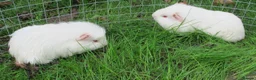 Guinea Pig rodents for sale: Male & Female guinea pigs various types & colours - Advert 12