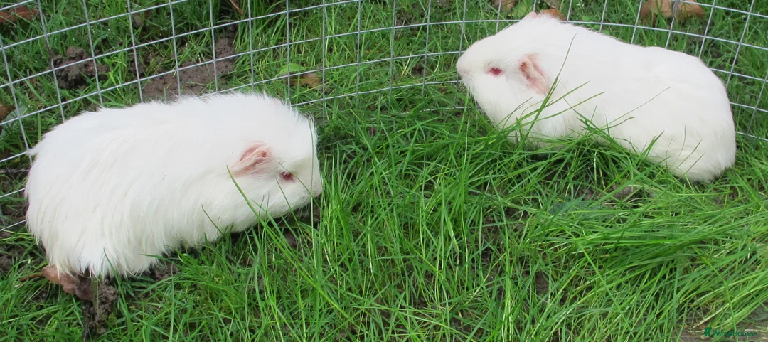 Guinea Pig rodents for sale: Male & Female guinea pigs various types & colours - Advert 12