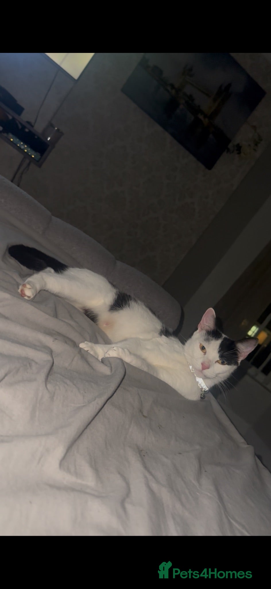 British Shorthair cats Most loving baby girl  - Advert 16