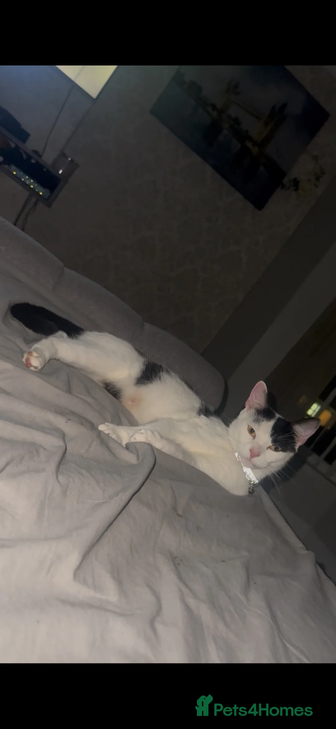 British Shorthair cats for adoption: Most loving baby girl  - Advert 1