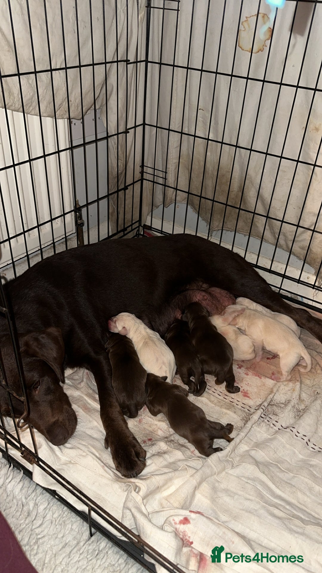 Labrador Retriever dogs for sale: Stunning chunky pups  - Advert 7