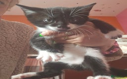 British Shorthair cats for sale: Cat  🤩 - Image 2