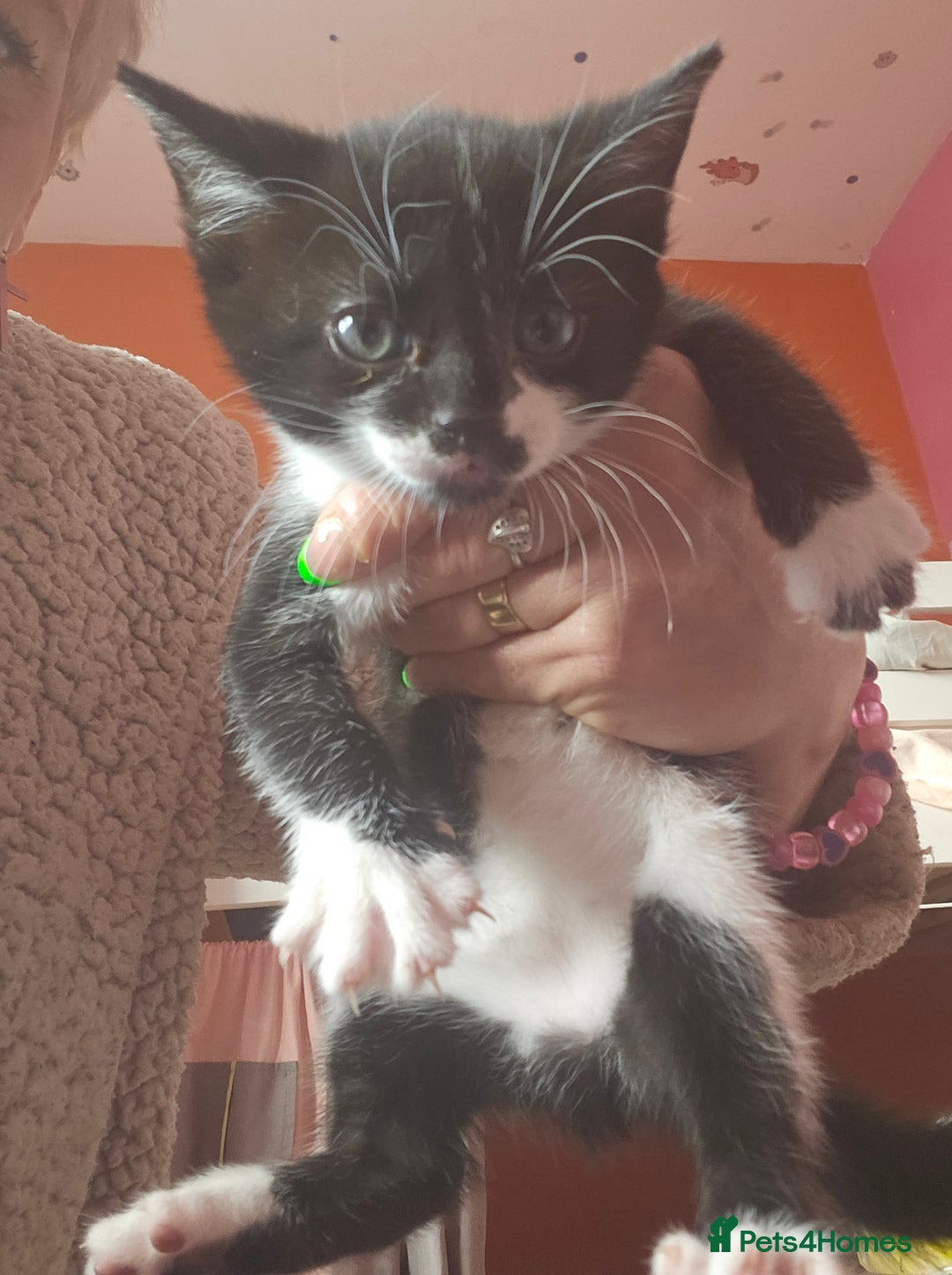 British Shorthair cats for sale: Cat  🤩 - Image 2