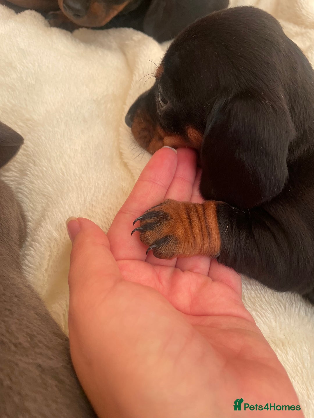 Miniature Dachshund dogs for sale: Miniature dachshunds ✨ - Image 7