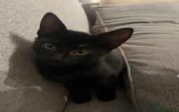 British Shorthair cats for sale: Adorable Kittens Looking for Loving Homes - Image 3