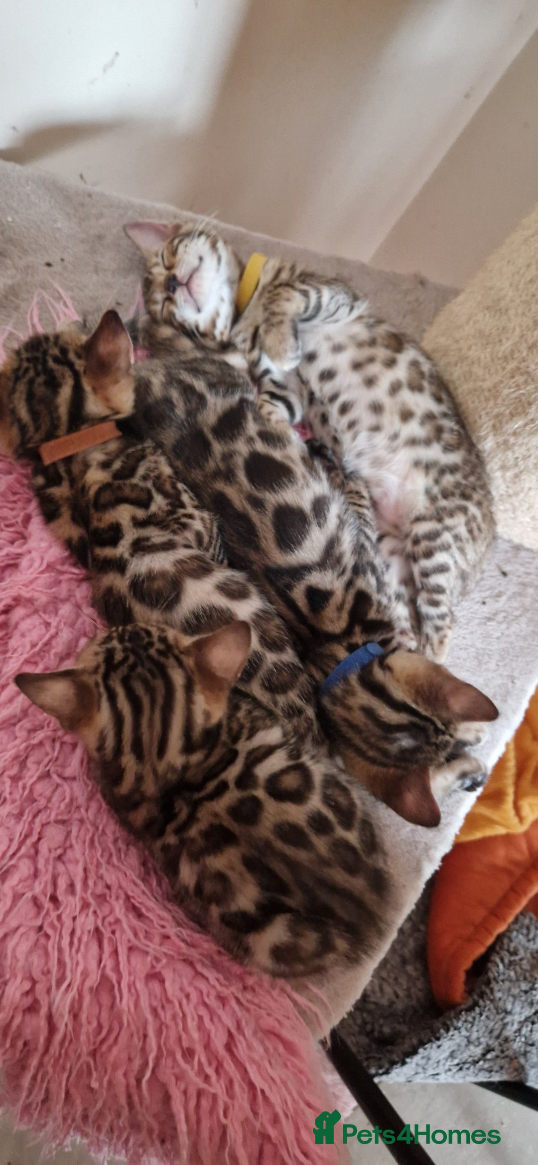Bengal cats for sale: Beautiful kittens 🥰 - Advert 19