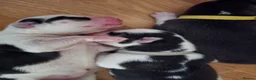 Siberian Husky dogs for sale: SIBERIAN HUSKY PUPS, 4 GIRLS, 1 BOY  - Advert 10