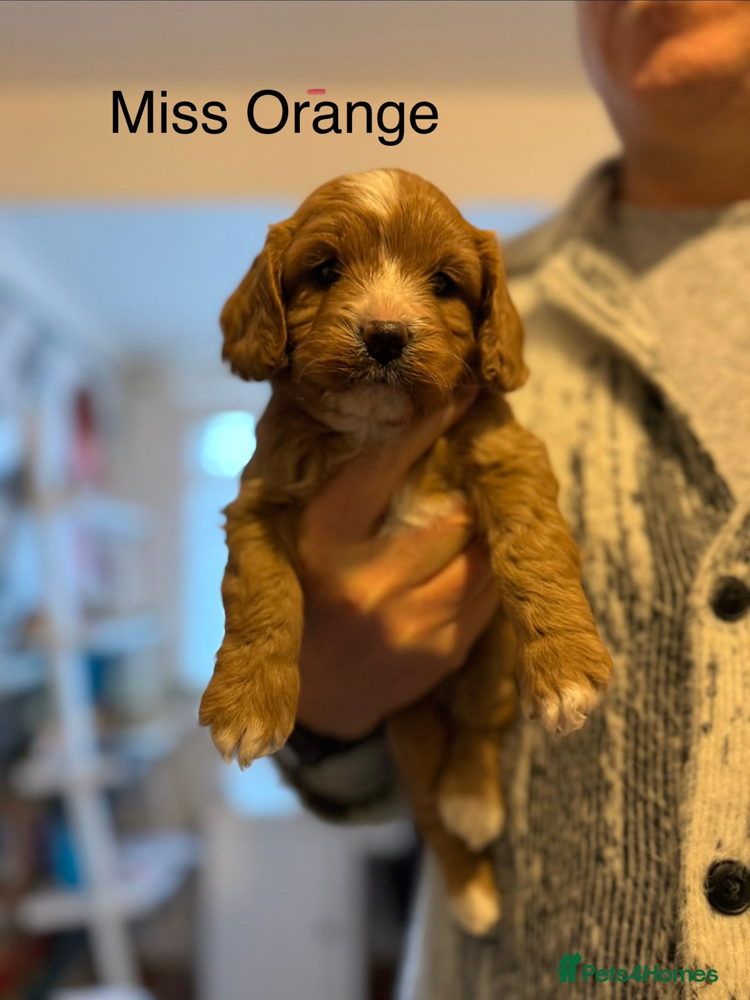Cavapoo dogs for sale: Premium DNA Health Tested F1 Cavapoo Puppies - Advert 15