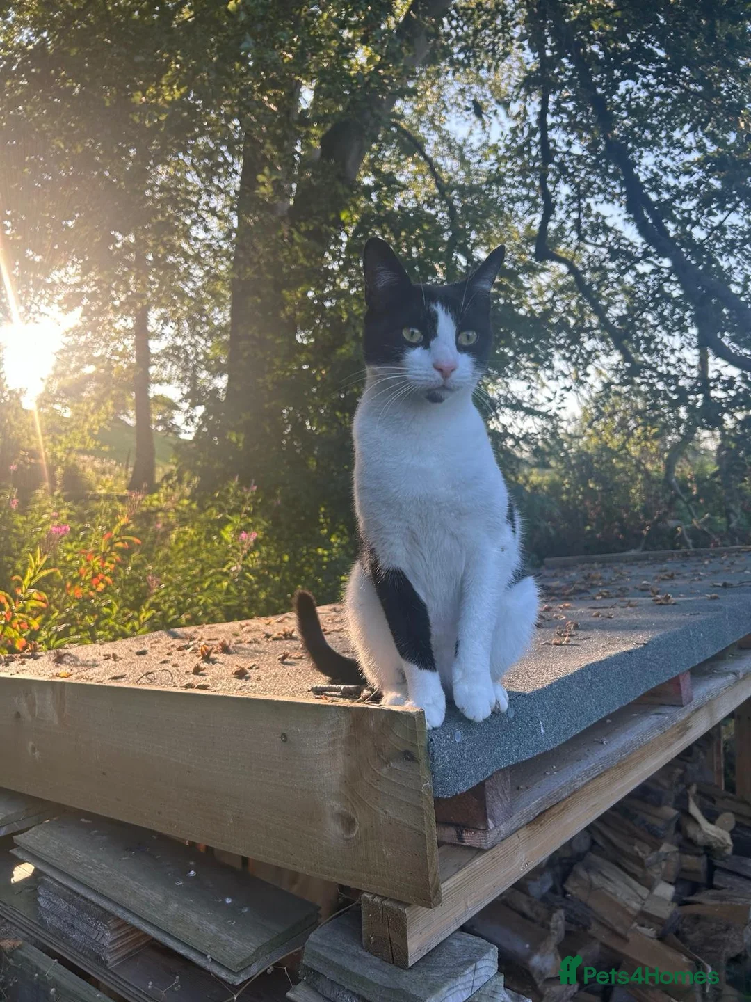 British Shorthair cats for sale: British Shorthair - Mother and Son Re-Home  - Advert 7