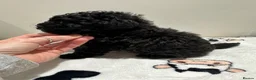 Toy Poodle dogs for sale: Tiny toy poodle   - Advert 6