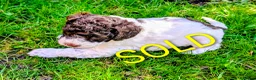 Cockapoo dogs for sale: Cockapoo Puppies READY TO GO  - Advert 7