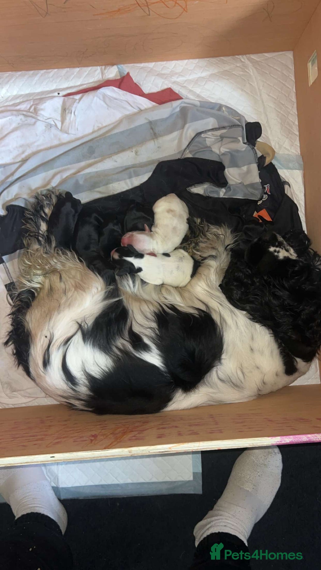 Cocker Spaniel dogs for stud: Genuine Working Cocker Spaniel Stud - Image 7