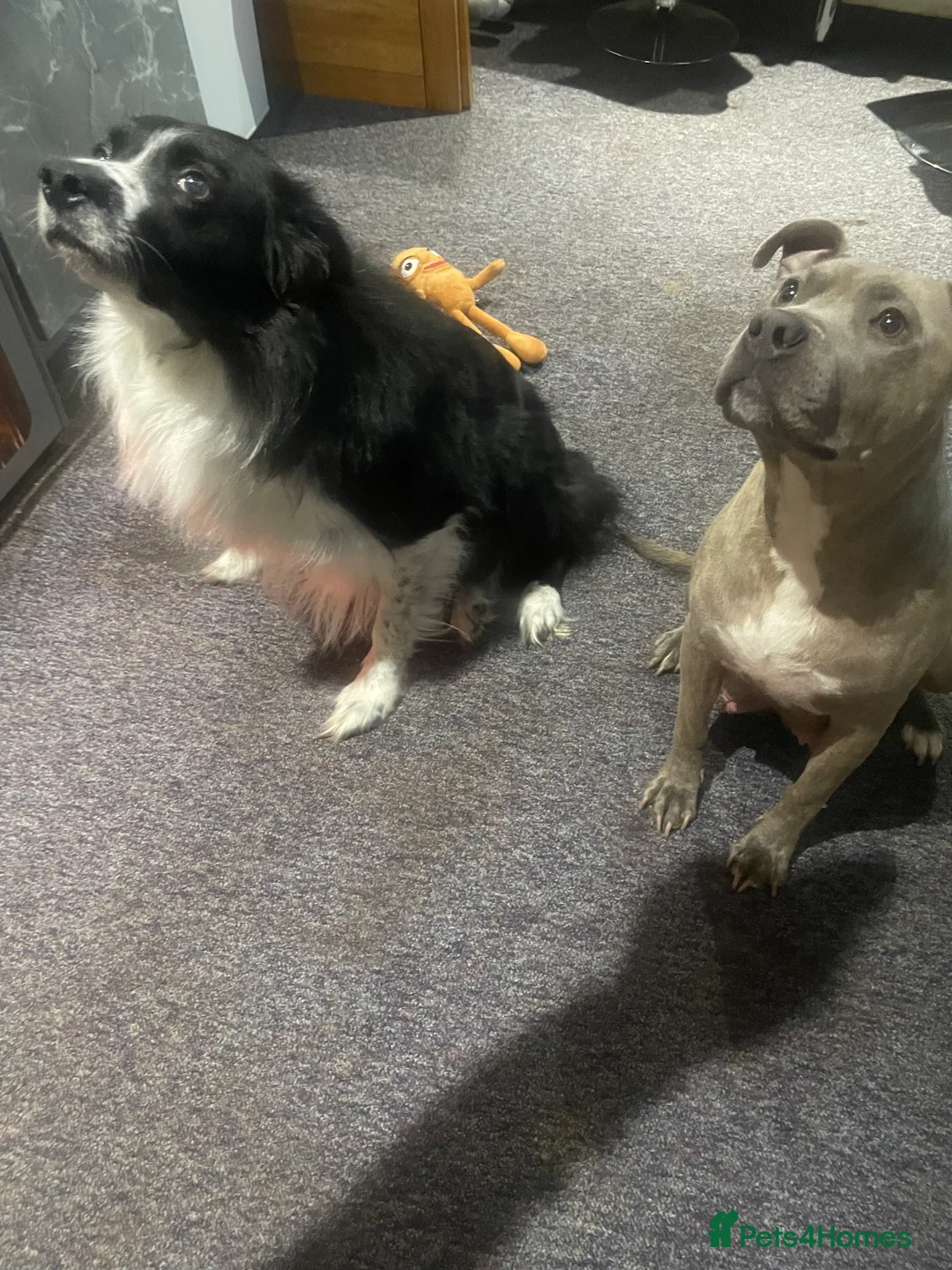 Mixed Breed dogs for sale: Beautiful Staffy x Collie Pups, 4 male 5 girls - Advert 38