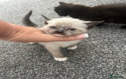 Ragdoll cats for sale: Ragdoll cross kittens £250 each  - Image 4
