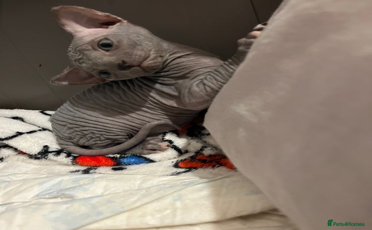 Sphynx cats - Advert 15