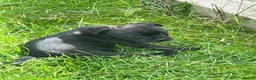 Staffordshire Bull Terrier dogs for sale: KC REGISTERED 3 BLACK BOYS 1 GIRL - Advert 26
