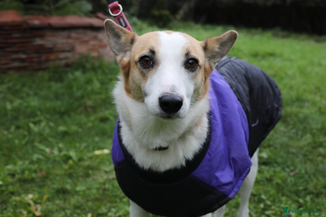 Mixed Breed dogs for adoption: ❤️Alaya❤️- Gentle 4 years old girl  - Advert 11