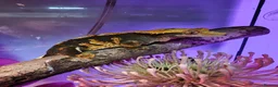 Gecko reptiles for sale: Unsexed baby crested geckos - Advert 16