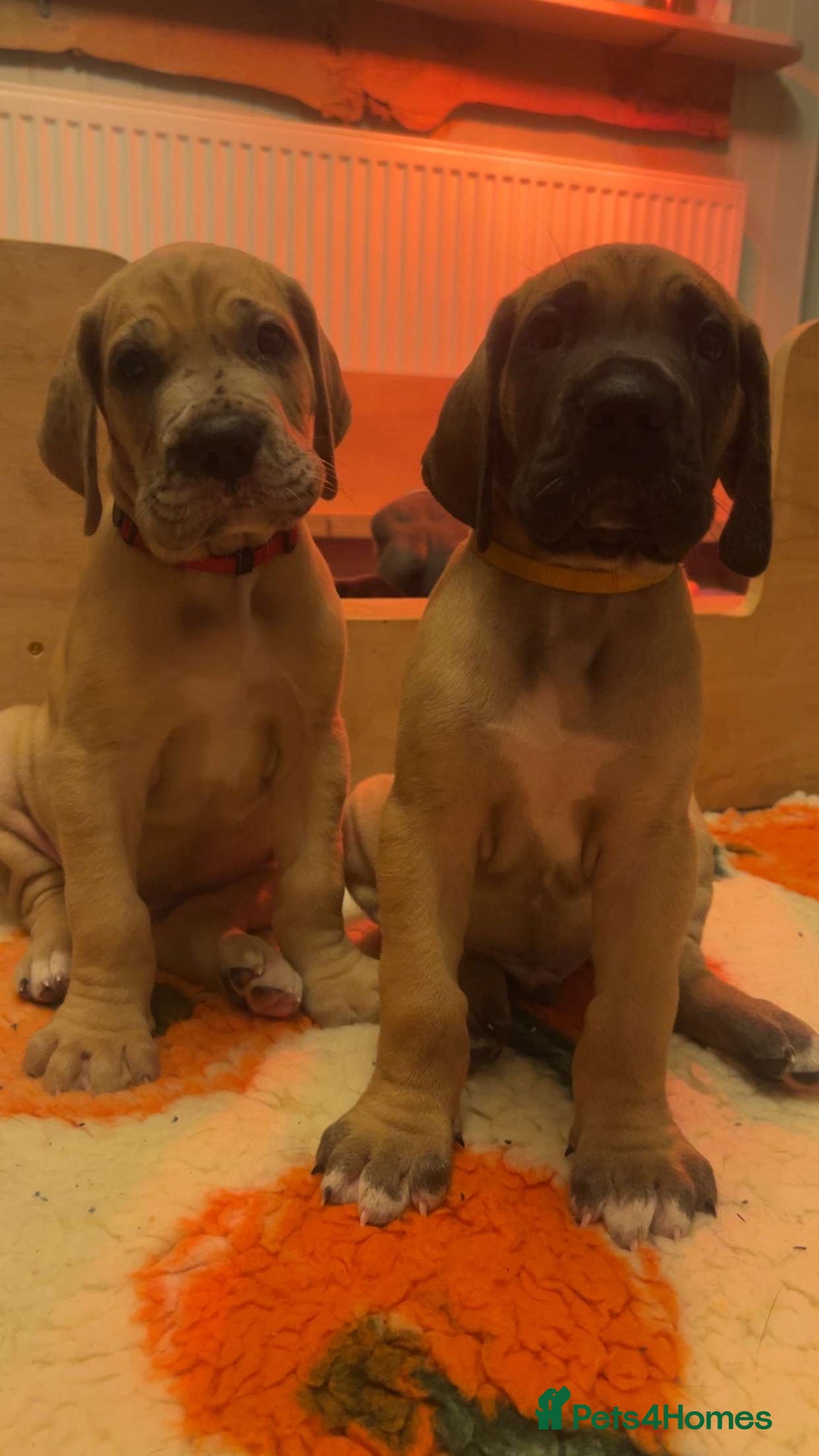 Great Dane dogs for sale: Great Dane puppy’s  - Image 25
