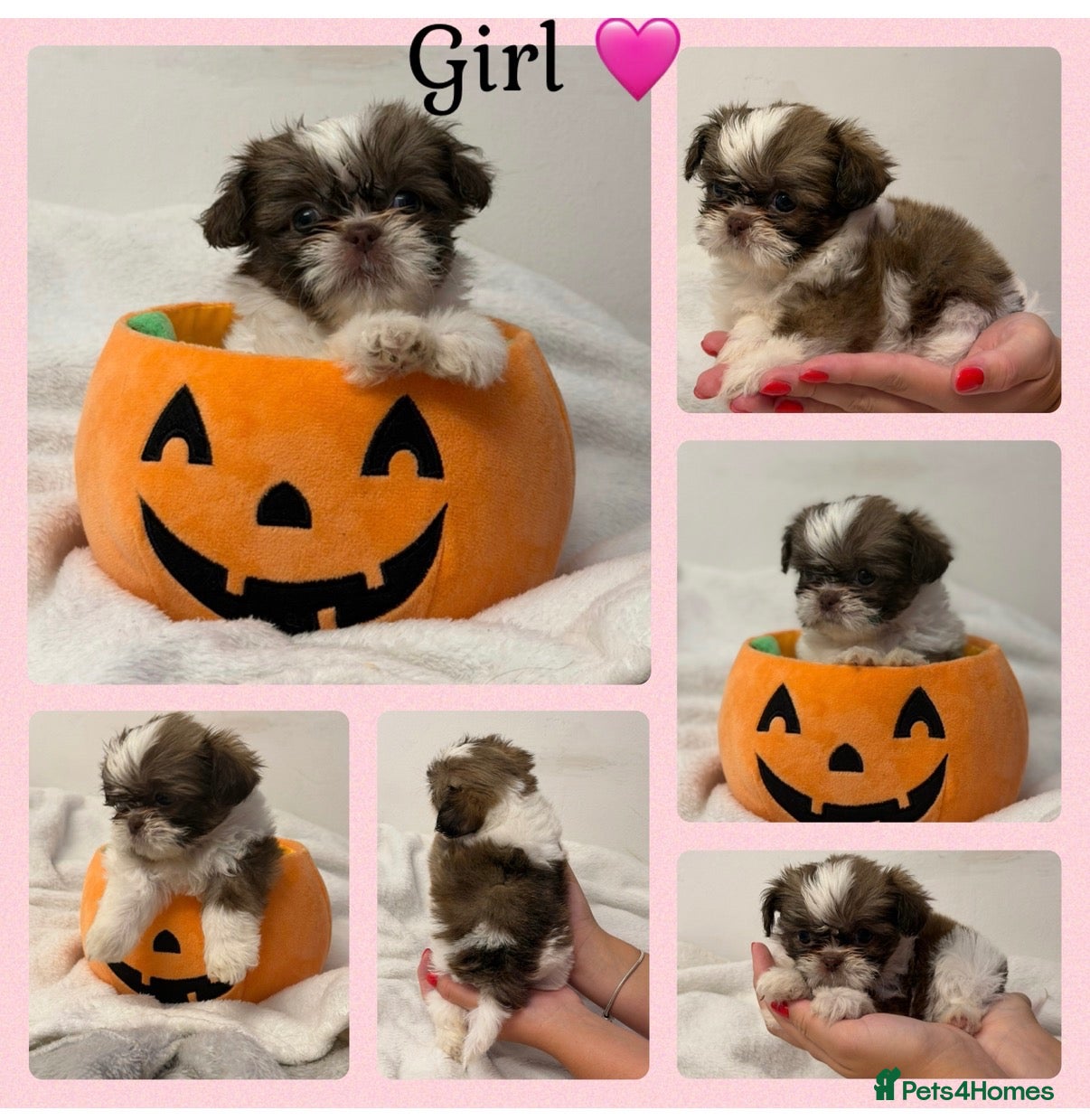 Shih Tzu dogs 9 beautiful Shih Tuz pups 🩷💙 - Advert 3