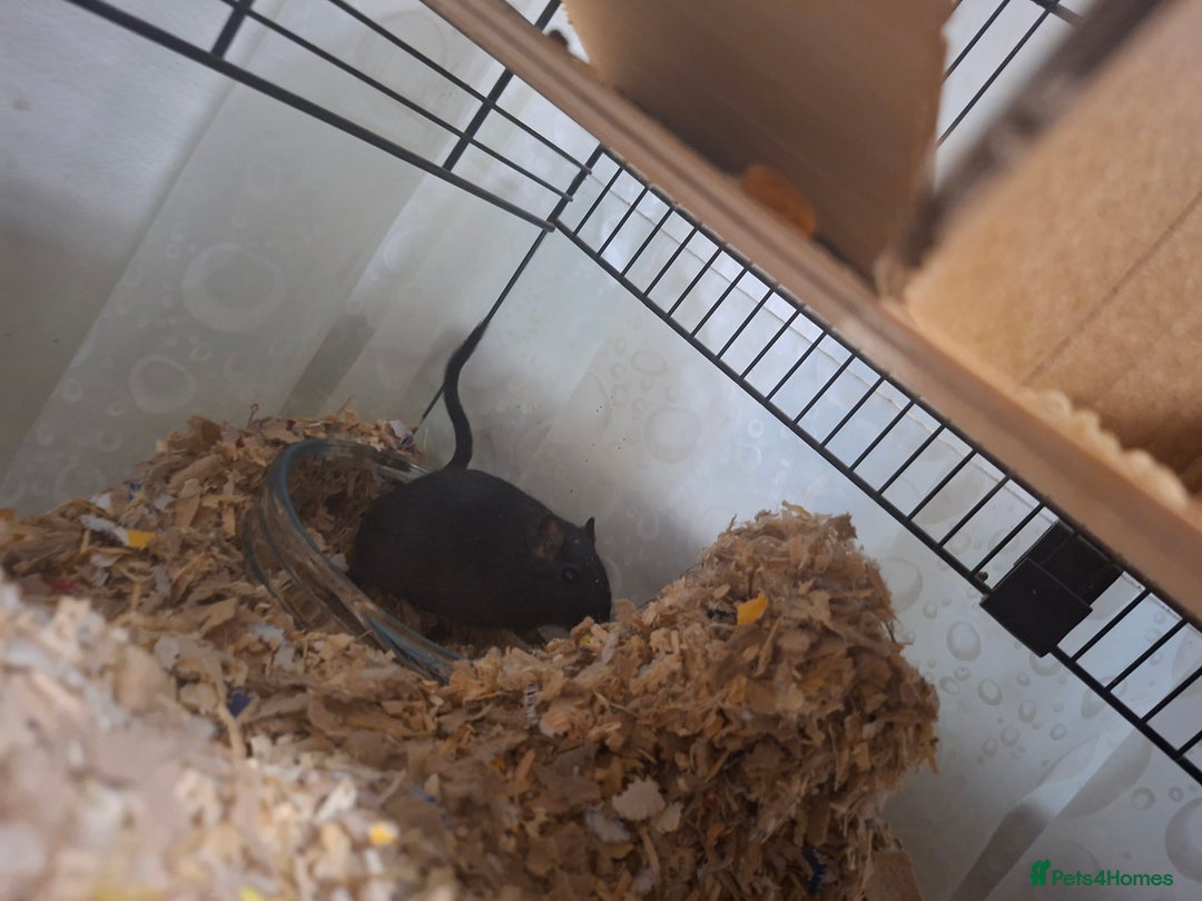 Gerbil rodents for sale: 2 gerbils 1 grey and white 1 black - Image 5