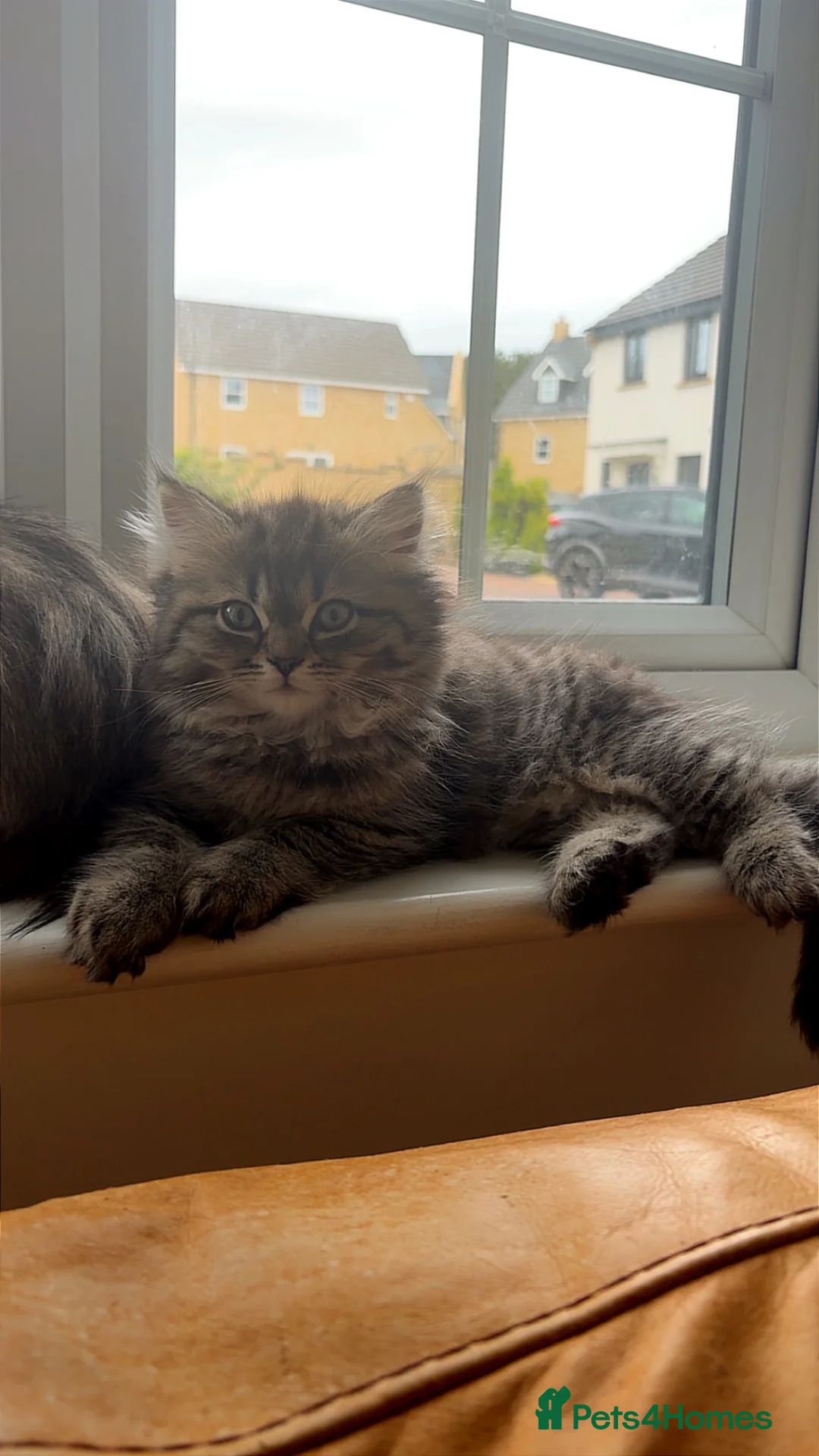 Persian cats for sale: Persian Chinchilla Male😻 - Advert 2