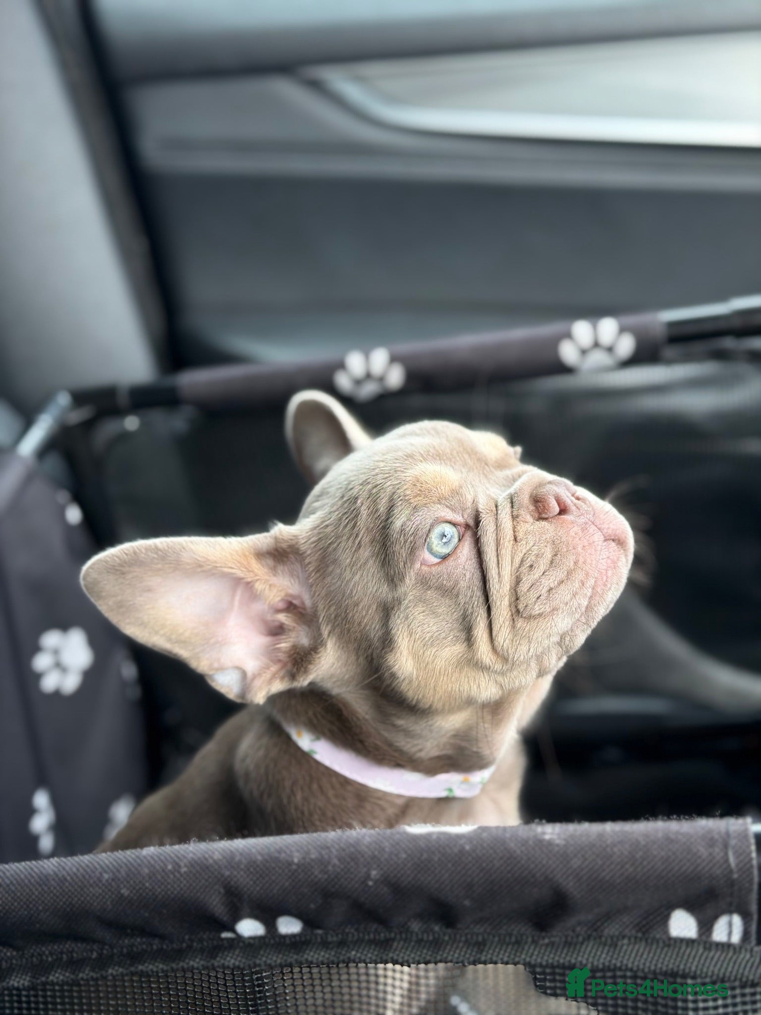 French Bulldog dogs Fully health clear KC French bulldog puppies - Advert 1