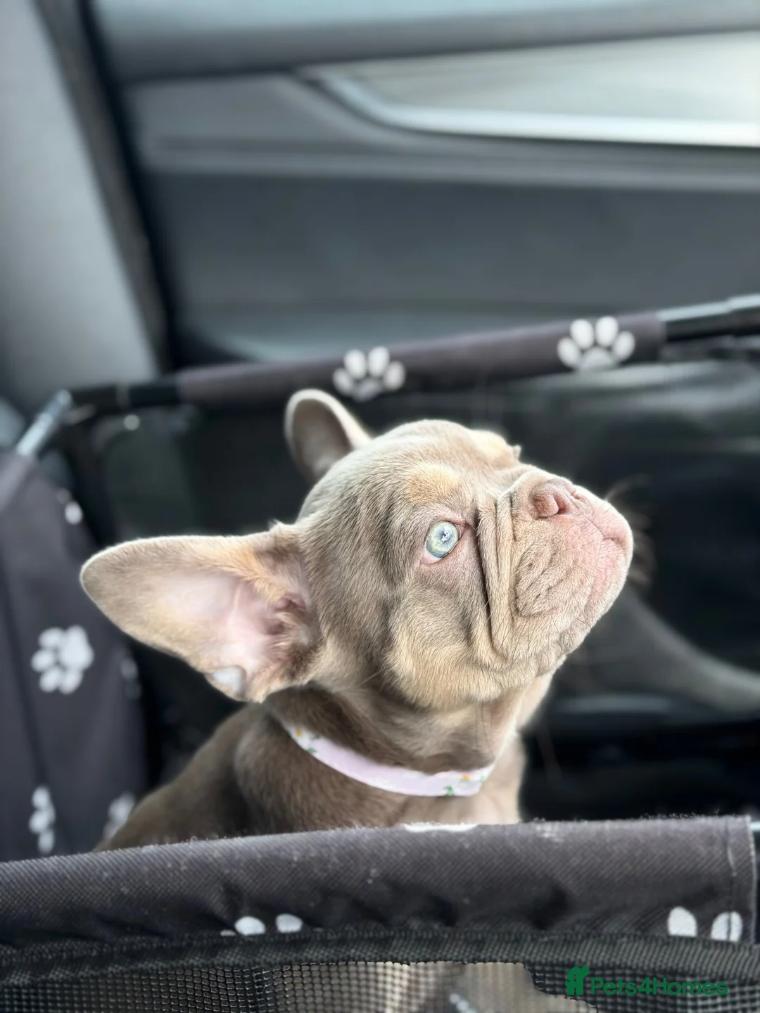 French Bulldog dogs for sale: KC French bulldog puppy  - Advert 15