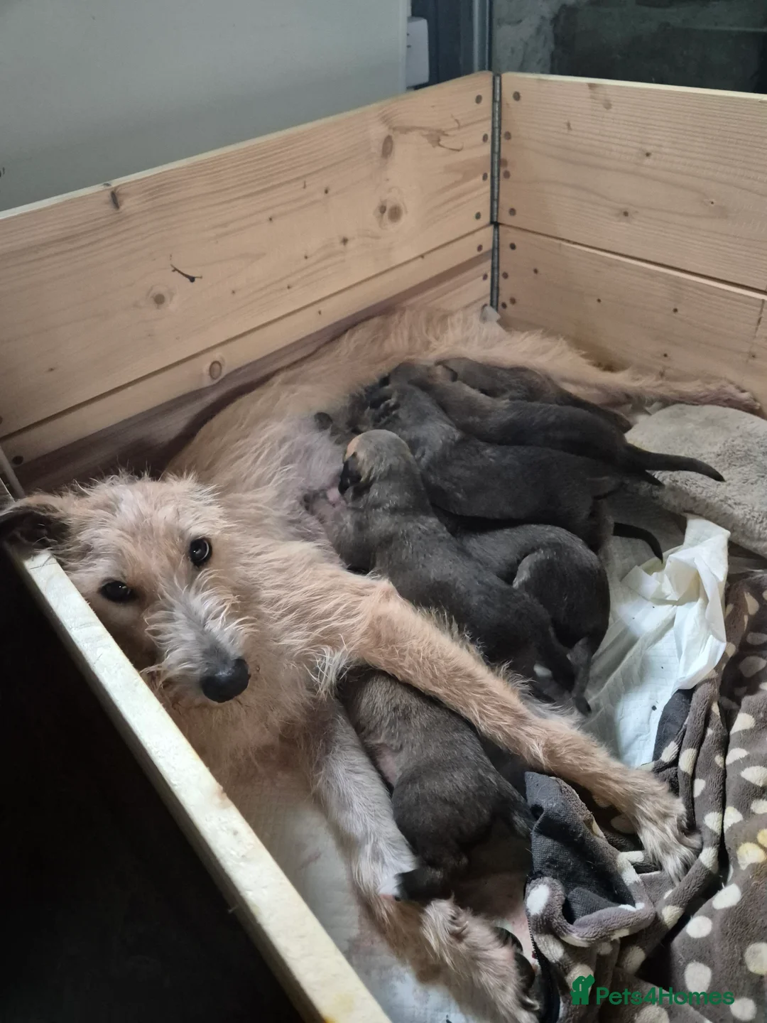 Lurcher dogs for sale: Lurcher pups Bedlington x whippet x greyh x collie - Advert 13