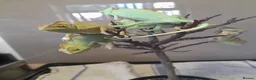 Chameleon reptiles for sale: Veiled chameleons  - Advert 7