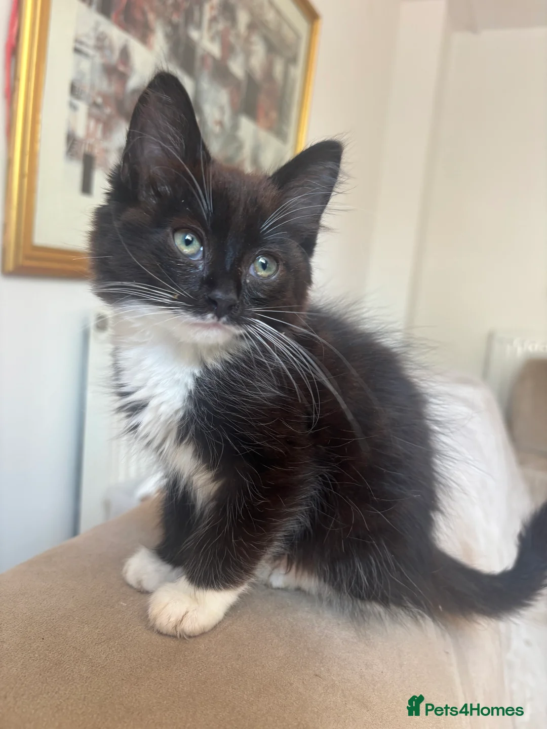 Mixed Breed cats for sale: Chocolate kittens ghost markings  - Advert 4