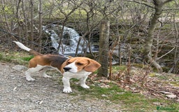 Beagle dogs for stud: Ragnar (KC STUD) in Liverpool - Image 6
