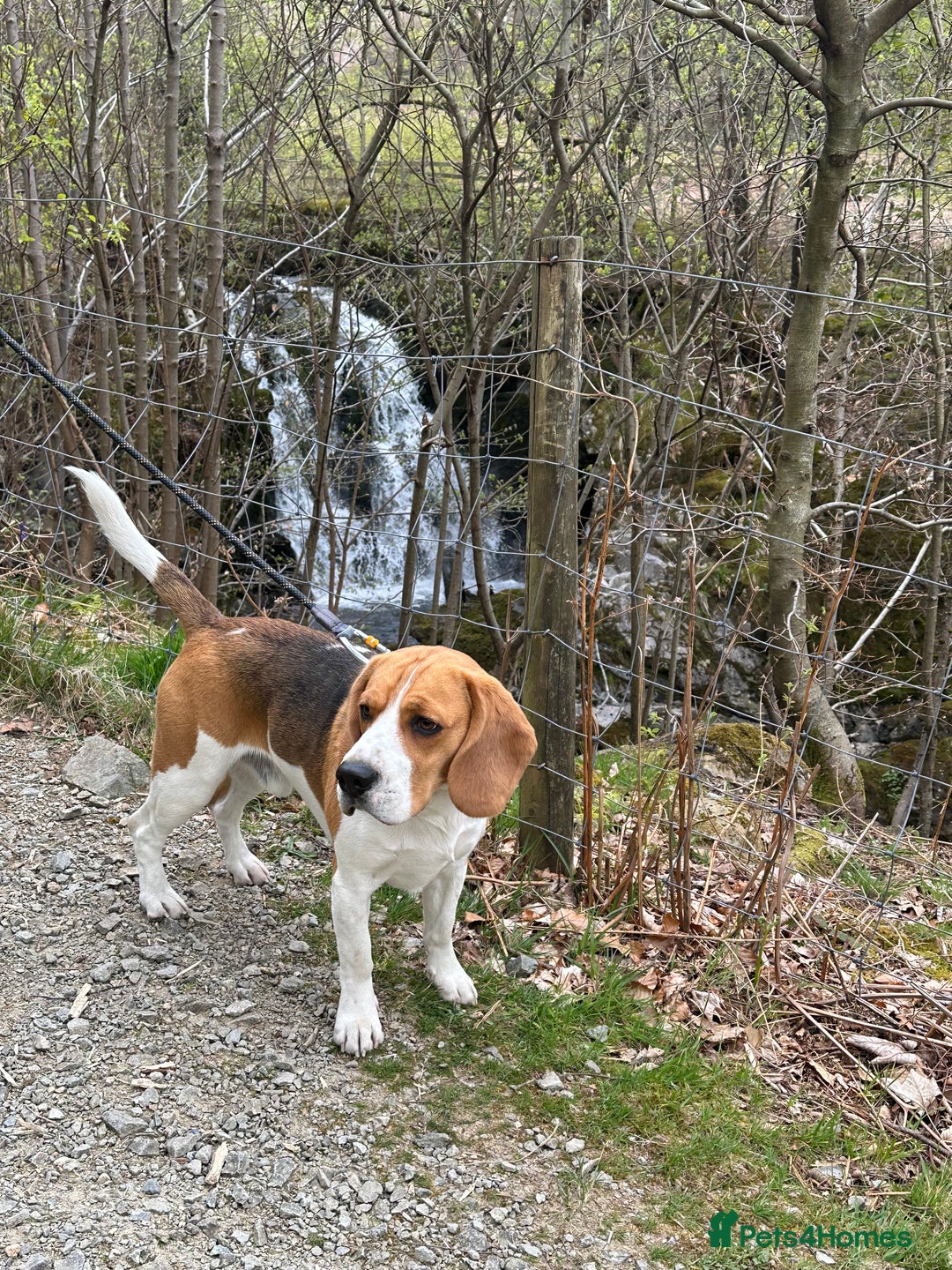 Beagle dogs for stud: Ragnar (KC STUD) in Liverpool - Image 6