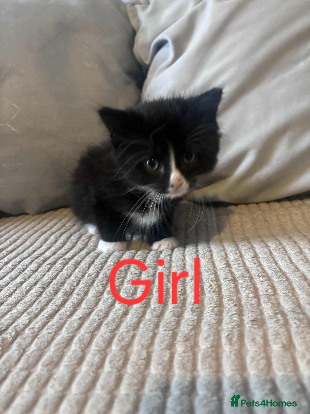 Domestic Shorthair cats for sale: Black and white tuxedo kittens - Image 2