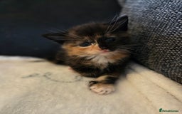 Mixed Breed cats for sale: 3 Beautiful girls looking for forever homes - Image 1