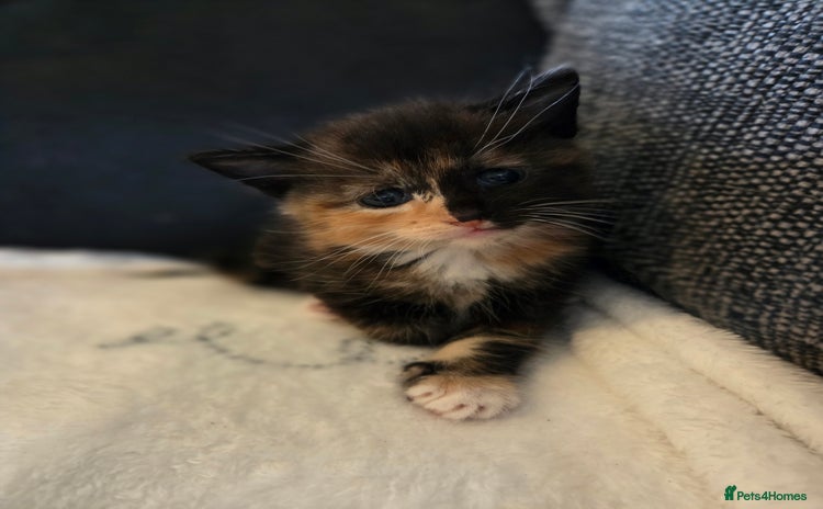 Mixed Breed cats - Advert 1