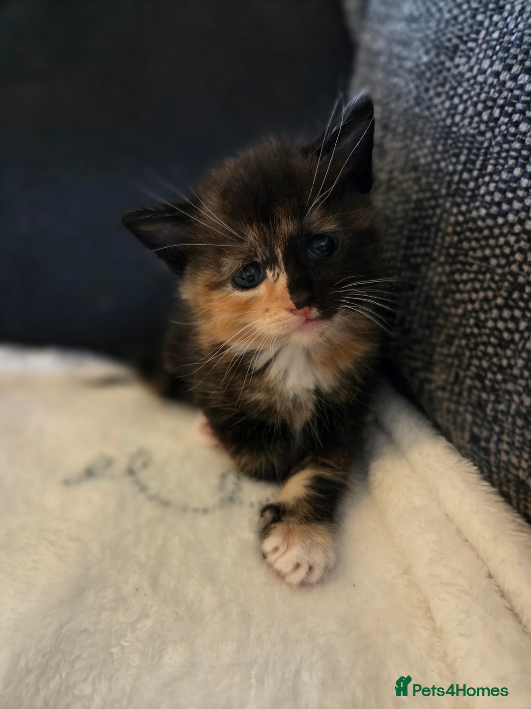 Mixed Breed cats for sale: 3 Beautiful girls looking for forever homes - Image 1