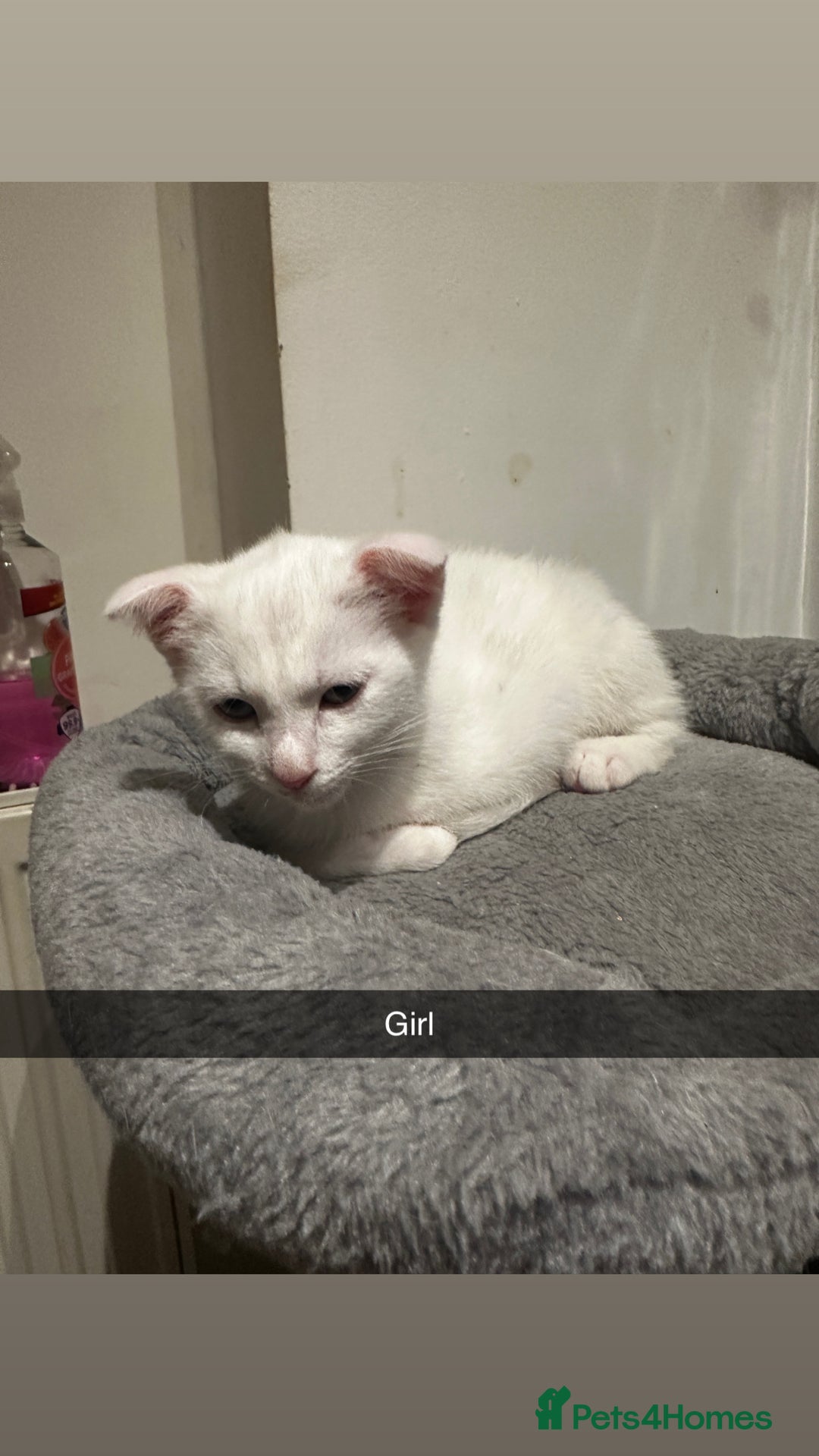 Mixed Breed cats for sale: Scottish Fold Mix with Domestic Shorthair (calico) - Image 8