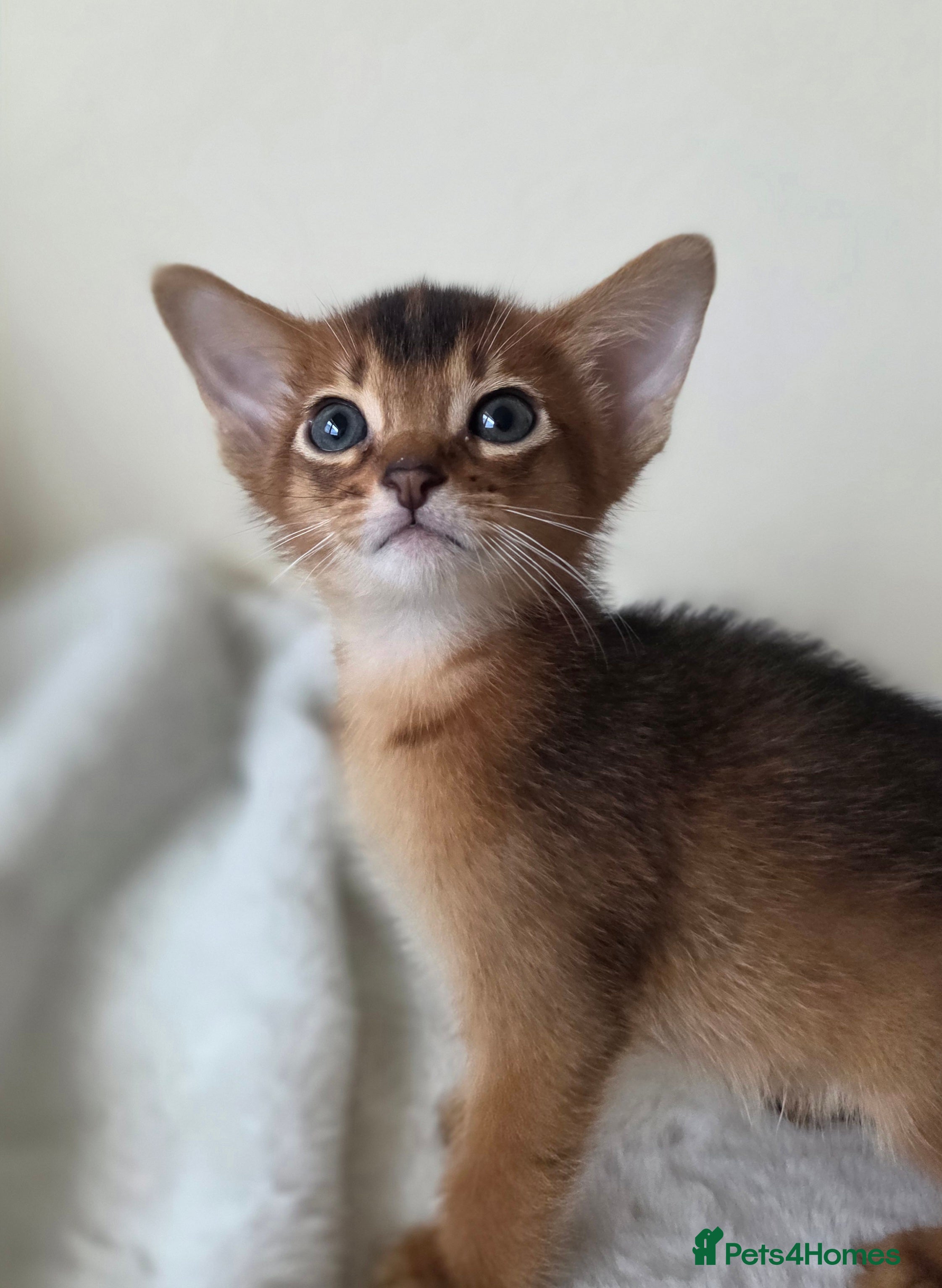 Abyssinian cats TICA-registered Abyssinian kittens - Advert 3