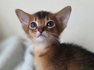 Abyssinian cats TICA-registered Abyssinian kittens - Advert 3
