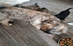 Shih Tzu dogs for sale: Shihtzu pupies. - Image 15