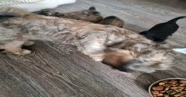 Shih Tzu dogs Shihtzu pupies. - Advert 1