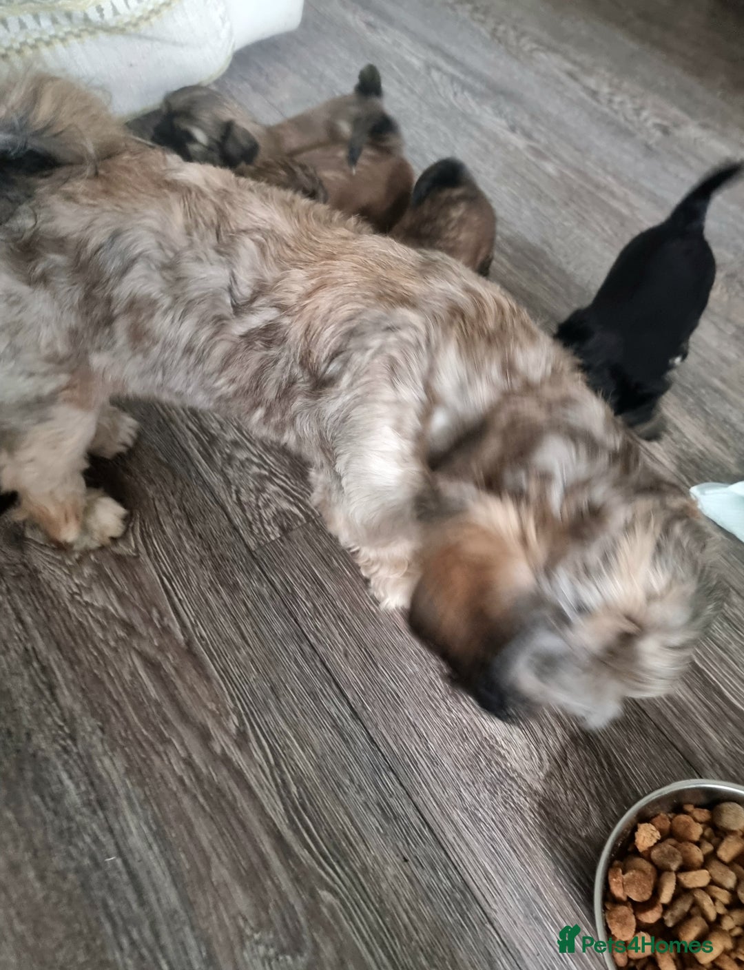Shih Tzu dogs for sale: Shihtzu pupies. - Image 15